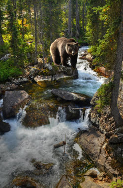 nature-planet:  Bear Necessity 