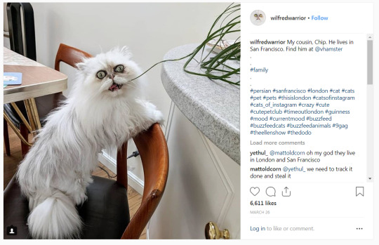 hinny-of-neighvale: shadowgale96:   I had to learn more about this little guy. Turns out this is a voiced over video for comedy. His name is Wilfred Warrior. He’s a Chinchilla Persian from London, and he has an INSTAGRAM.  Although He looks like a