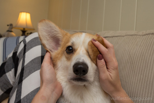 wafflesthecorgi:The Faces of Waffles The Corgi:ChipmunkBeaglePirateHappy YawnLambSquishy FaceRabbitL