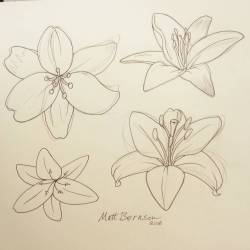 Lilies. #ink #flowers #art #drawing  (at