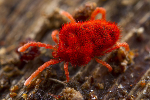 Red Velvet Cupcakes. Or. Red Velvet Mites. You Choose&hellip;Mites are among the oldest and most num