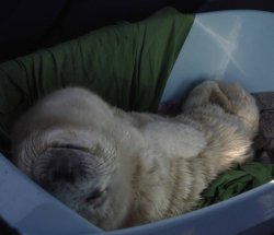 cute-overload:  Saved Seal Pup enjoying his life in baskethttp://cute-overload.tumblr.com