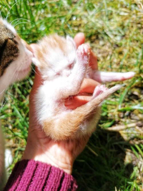 hedgehog-moss: I tried discreetly to pilfer the children for a quick photoshoot, but they ratted me 