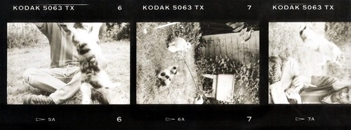 sarcasm-factory: Kurt Cobain and kittens.