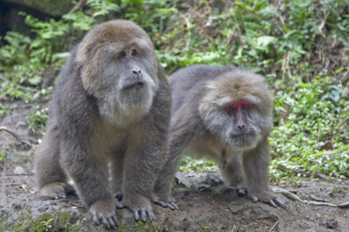 The monkeys that almost killed us.