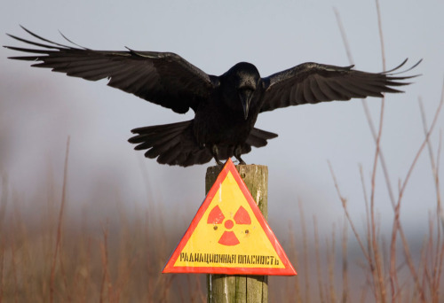 lambrini-socialism:thekljunar:A raven stretches its wings as it sits on a post inside the 30 km (18 