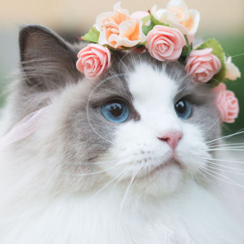 ainawgsd:Cats With Flower Crowns