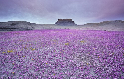  The magic carpet of scorpion weed in Mojave Desert, Utah Every few years for a few short weeks, this remote section of desert is transformed into a magic carpet of purple. But its beauty is best appreciated in a photo- locals talk of the plants giving