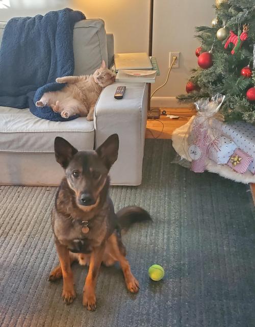 cutepetsuwu:One playful boy and one sleepy chonk.The cat in the background omg what the heck