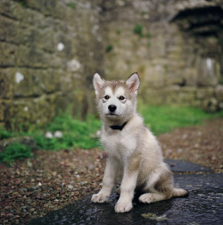 brutalgeneration:  castle pup. (by manyfires)