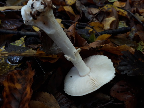 Epping Forest, London, UK, October 2020Warted amanita (Amanita strobiliformis)These young specimens 