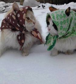 alliearts:  mynameisdevon:  submariet:  lntruding:   soviet russian grandma cats complaining about their grandchildren and swapping recipes  THEY HAVE EAR HOLES let me die  BABUSHKATS   babushkats. 