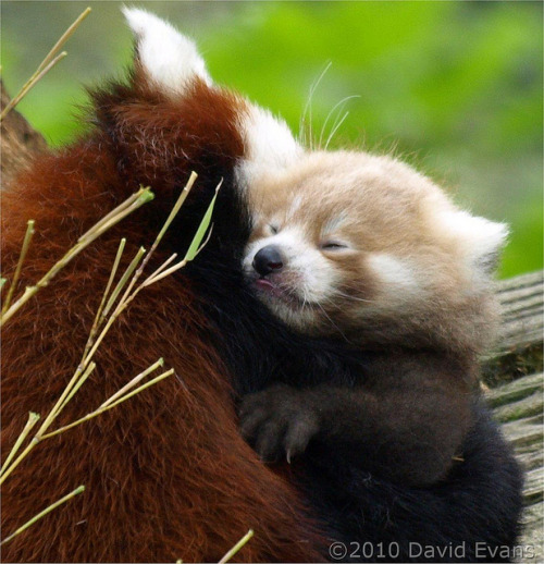 magicalnaturetour:earthandanimals:Mother Red Panda carries her baby by david evansToo stinking cute!