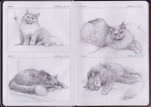 My muse - Musya ♥️#onesketchaday #musya #муся #mycat https://www.instagram.com/p/CJ_4N7tjHiY/?igshid