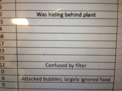 bike-path:  i work in a lab that studies small tropical fish and these were the notes on someone’s spreadsheet that they left open. i found them very endearing and relatable