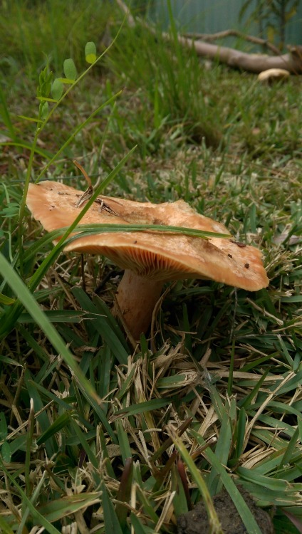 Absolute proof that the mycelium has taken root. Lactarius deliciosus