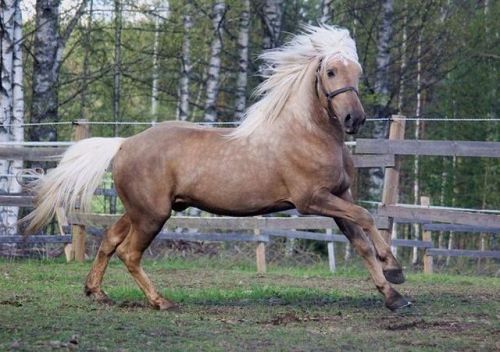 VoiveetiVoiveikko x Pimun SiruFinnhorse, StallionBorn 2010