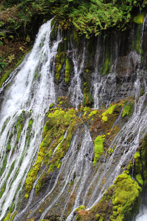 bright-witch: Hidden Falls, Washington, photography by me. Please do not remove credit!