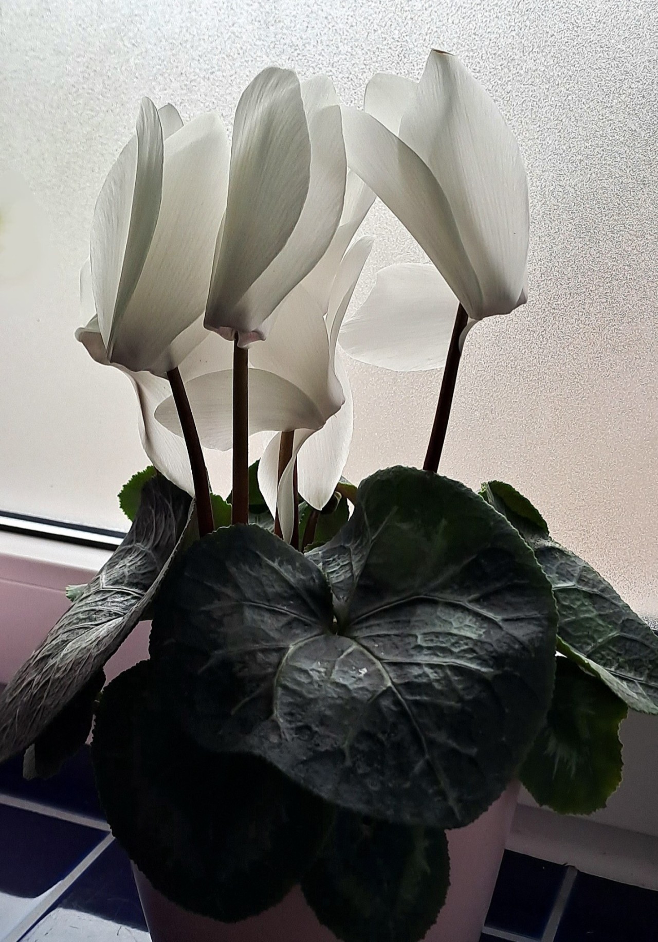 lilwippsteert:Found this beautiful big cyclamen yesterday in a plant store and finally