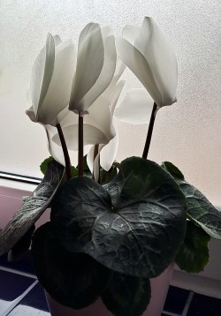 lilwippsteert:Found this beautiful big cyclamen yesterday in a plant store and finally