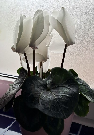 lilwippsteert:Found this beautiful big cyclamen yesterday in a plant store and finally caved in 🤍 Pictured: Cyclamen persicum