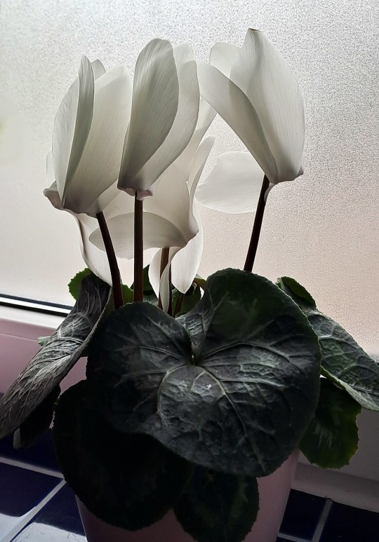 lilwippsteert:Found this beautiful big cyclamen yesterday in a plant store and finally