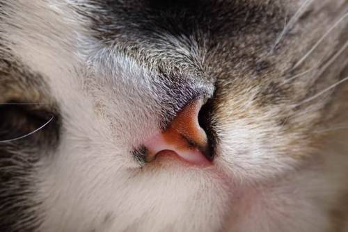 My cat&rsquo;s nose :) [4397x2932][OC]