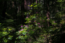 steepravine:  Pink Rhododendrons And Dark Redwood Forest(Mendocino, California - 6/2016)