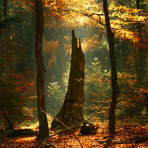 rosiesdreams:Still standing.  By photos/oer-wout