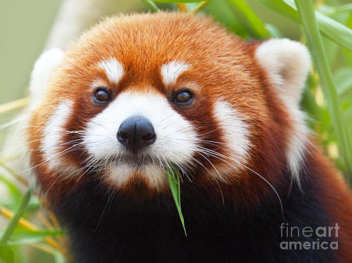 vondell-txt:the red panda is an unbelievable animal i cannot believe it graces our world