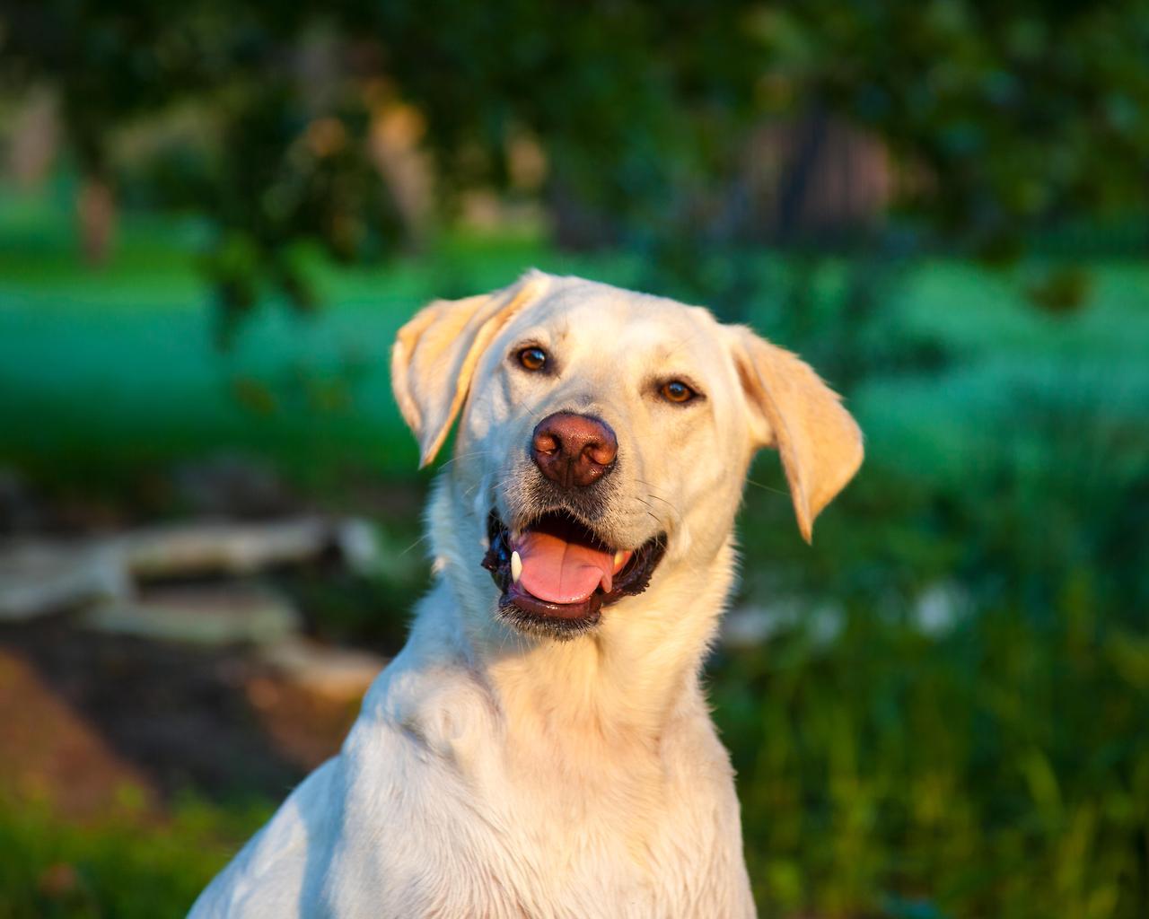 cute-pet-animals-aww: His smile makes me smile!