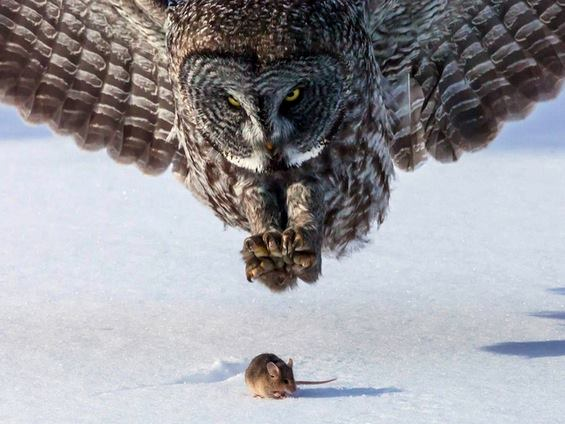 deepitforest:  Ohhh noooooo run mousy runnnnnnn 