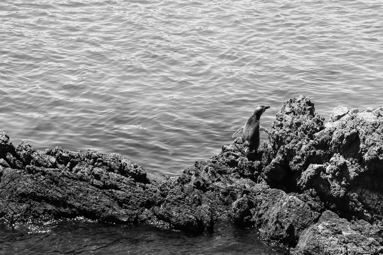 kelseylorene:  Camouflaged in the Cove. Punta Tombo, Argentina. 