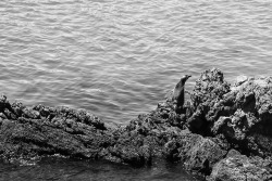 Kelseylorene:  Camouflaged In The Cove. Punta Tombo, Argentina. 