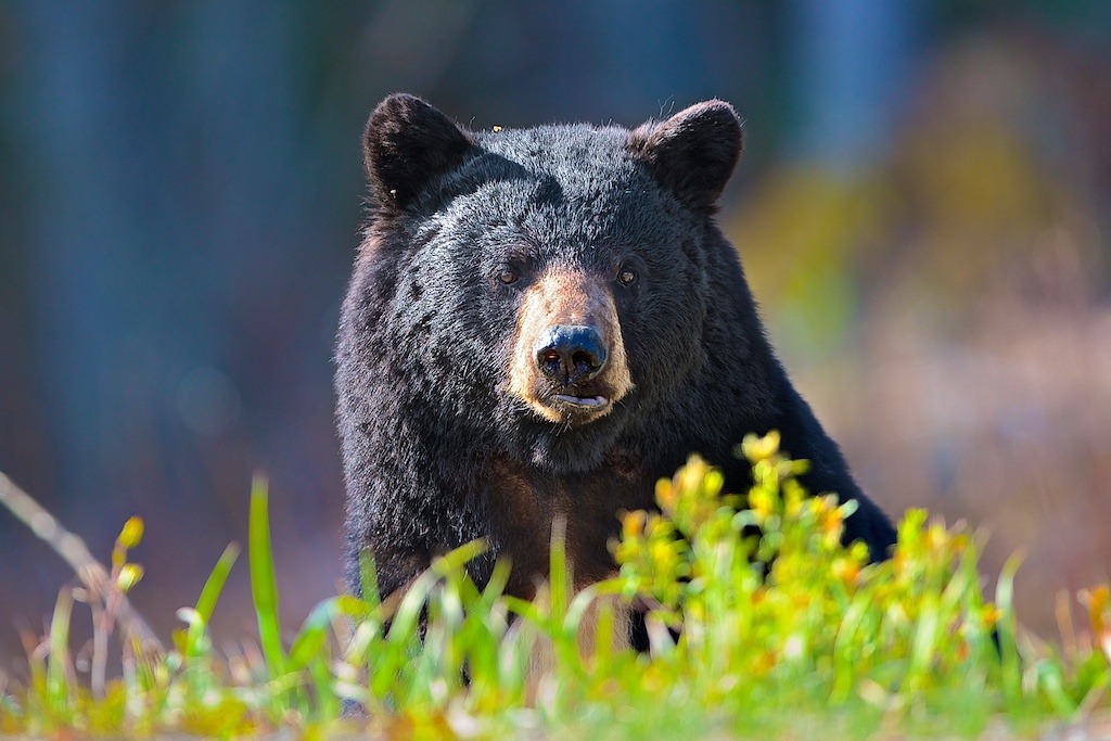 fuck-yeah-bears:  Ooohhh Noooo!!! by Buck Shreck