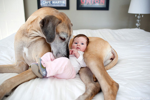 housewifesecrets:  johnnybee:  This made me mist up a little. Big pups being friends to human kids.  Those are their people too