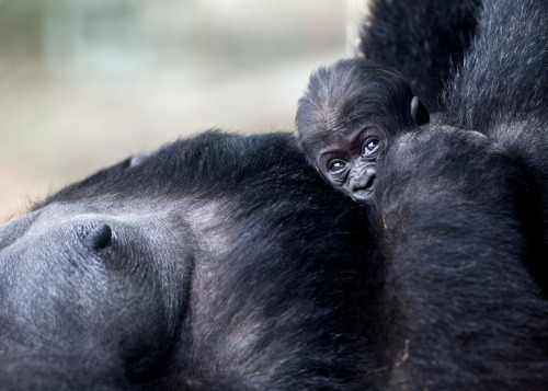 Porn Pics sdzoo:  Motherhood is near to divinity. -