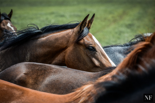 transperceneige: Pastures at the Zangersheide Stud, in Lanaken, Belgium | © Noelle Floyd