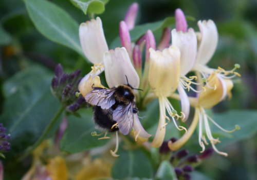 rherlotshadow:Beautiful bumble bee on honeysuckle