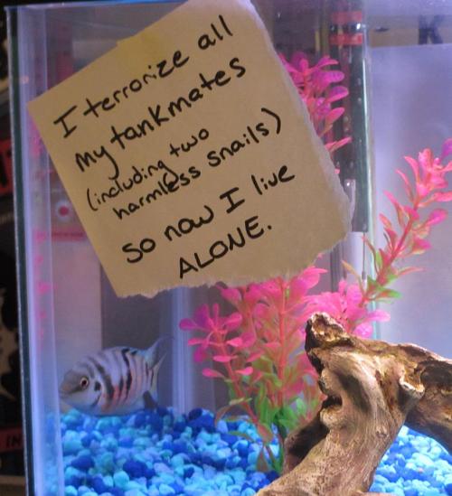 modestdemidov: robinistall: fish shaming [x] jesus christ i’ve been waiting for this