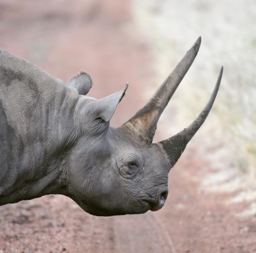 Fonte Sandt Lamu Africa Moon Photo - Endangered, Lewa Conservancy, Kenya, Photo Mike Fell tumblr_okj