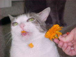 unimpressedcats:  flowerbklfs