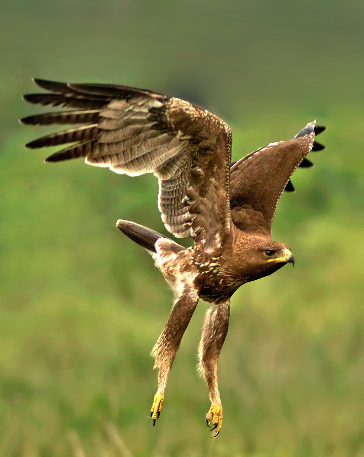 theraptorcage:  Indian Spotted Eagle  those LEGS