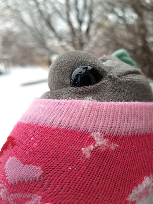 rootedincuteness:Ashleaf braved the cold for a little bit today to catch some snowflakes on her leaf