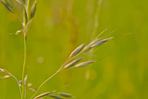 Flowering grass