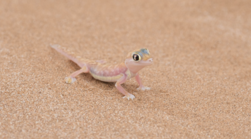 nature-and-biodiversity:Namib Web-Footed GeckoPachydactylus rangei