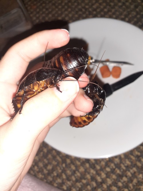 Hisser Photo Dump