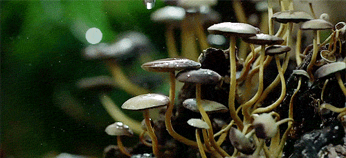 Sex evergladesman:  Mushroom - Found these on pictures