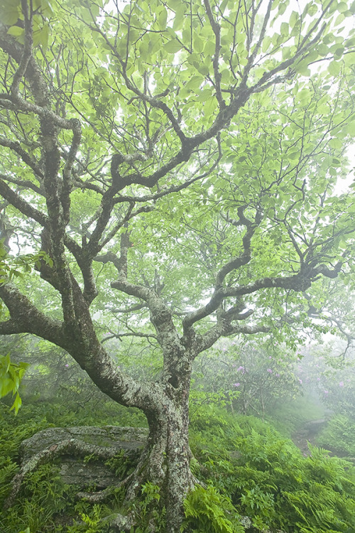 90377: Craggy Gardens by Rob Travis