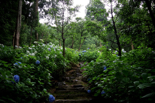 hydrangea garden by Yoshito Hata